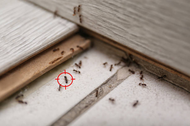 Best Termite Control Services  in Ashton, ID
