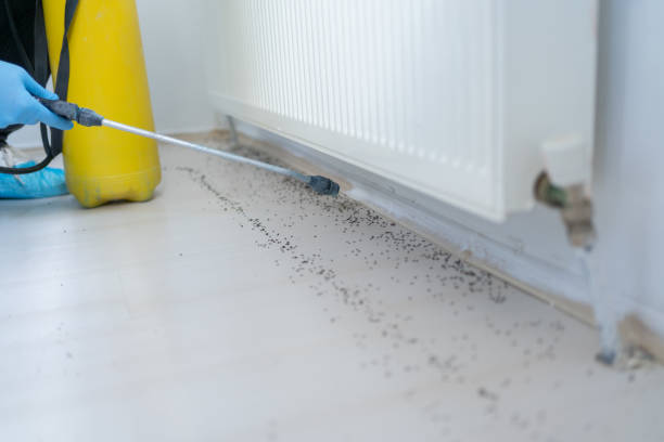 Best Pest Prevention Services  in Ashton, ID
